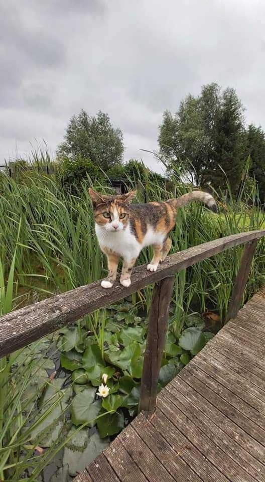 Gite Canard Fromelles Exterior photo